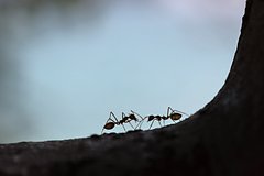Раскрыт рецепт простого и эффективного средства от муравьев в доме